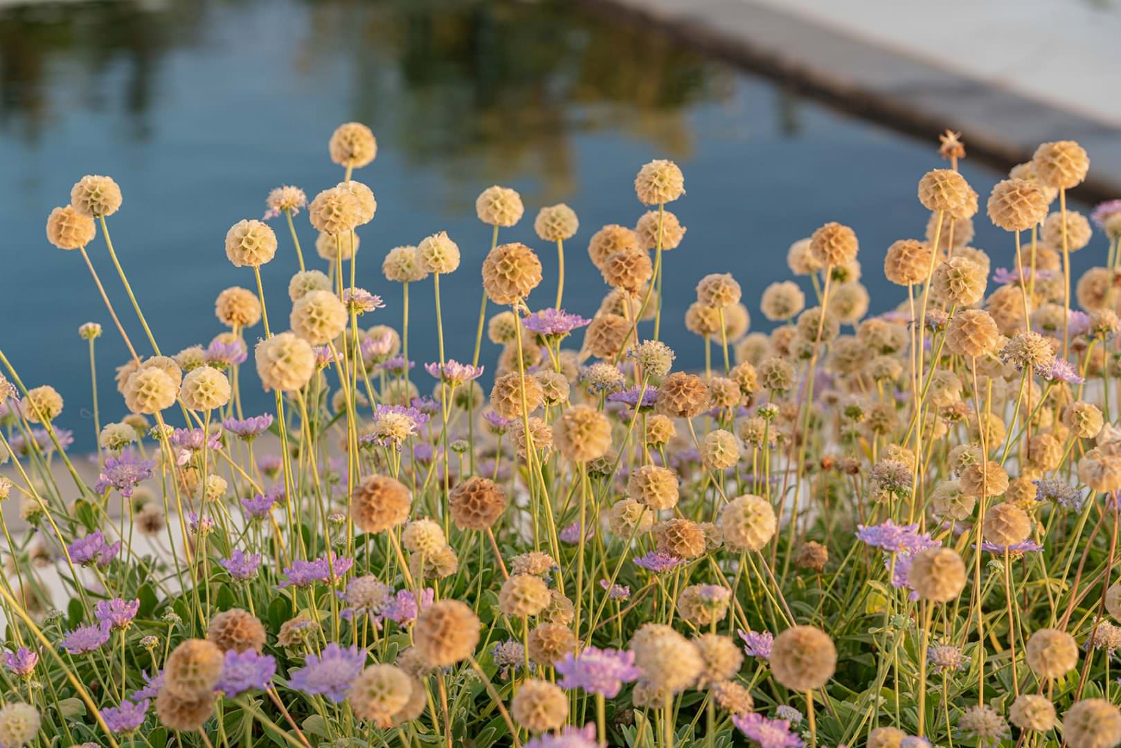 Garden photographer